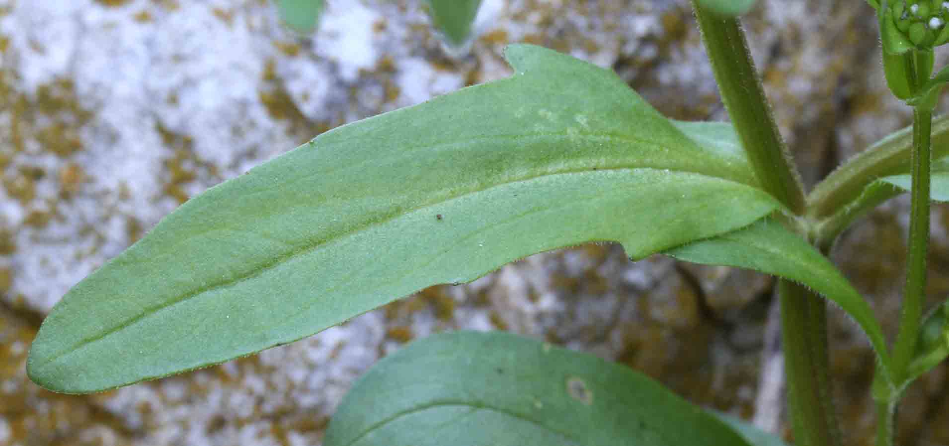 Valerianella sp.